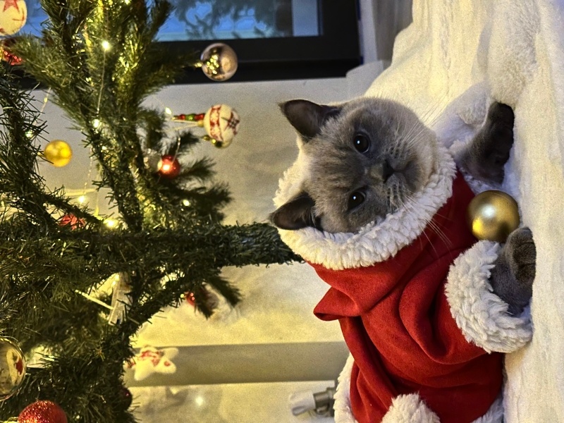 British Shorthair, Kedi  Pablo escobar fotoğrafı