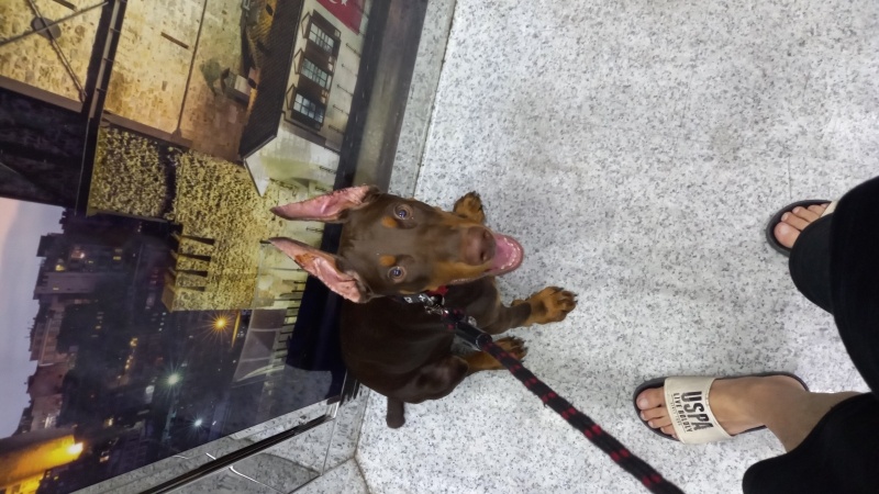 Doberman Pinscher, Köpek  Pascal fotoğrafı