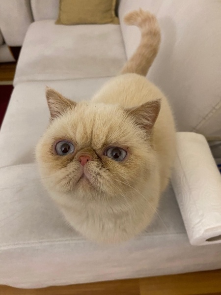 Exotic Shorthair, Kedi  Kokina fotoğrafı