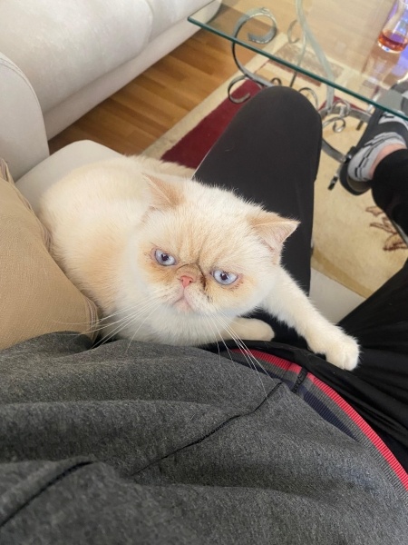 Exotic Shorthair, Kedi  Kokina fotoğrafı