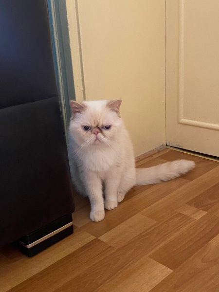 Exotic Shorthair, Kedi  Kokina fotoğrafı