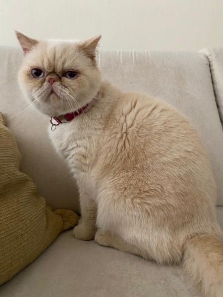 Exotic Shorthair, Kedi  Kokina fotoğrafı