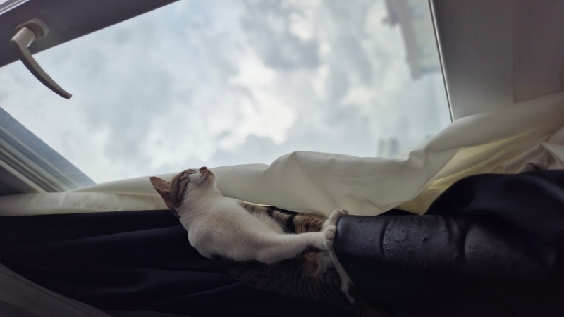 Tekir Kedi, Kedi  Miniş fotoğrafı