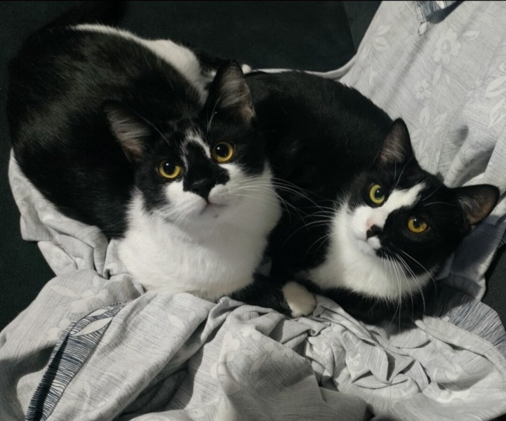 Tuxedo (Smokin) Kedi, Kedi  Robin fotoğrafı