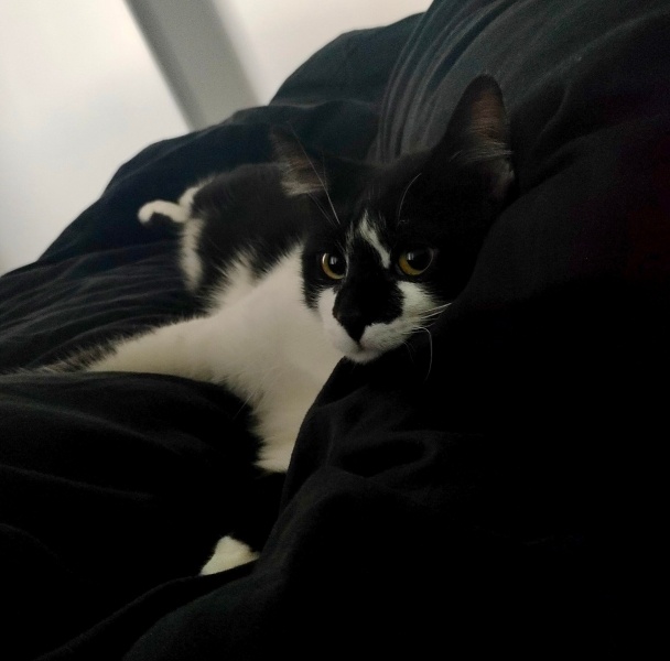 Tuxedo (Smokin) Kedi, Kedi  Robin fotoğrafı