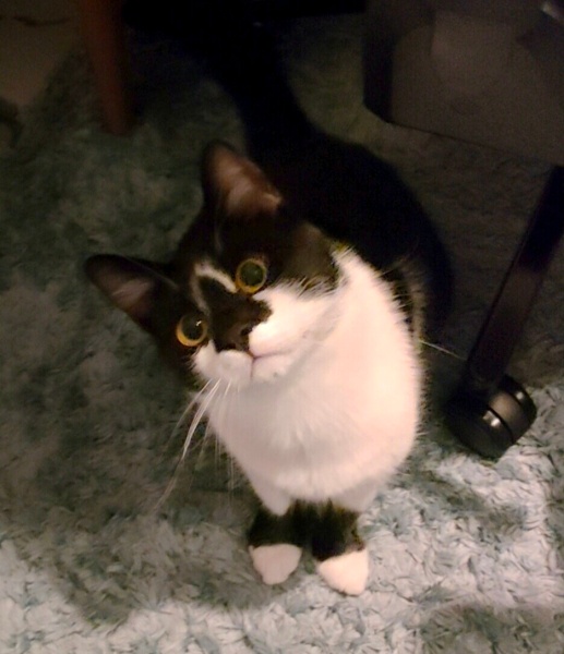 Tuxedo (Smokin) Kedi, Kedi  Robin fotoğrafı