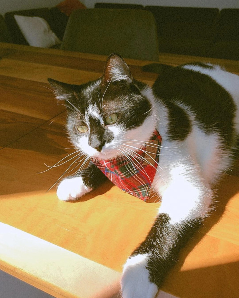 Tuxedo (Smokin) Kedi, Kedi  Robin fotoğrafı