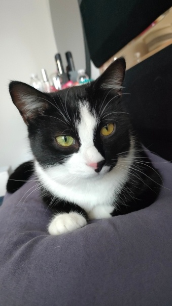 Tuxedo (Smokin) Kedi, Kedi  Alfred fotoğrafı