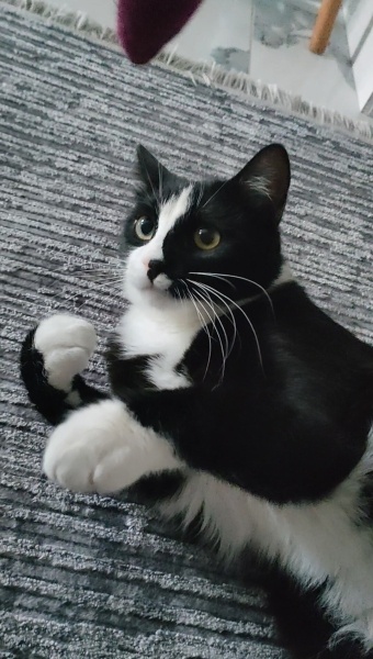 Tuxedo (Smokin) Kedi, Kedi  Alfred fotoğrafı