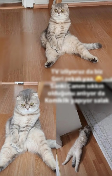 Scottish Fold, Kedi  Badem fotoğrafı