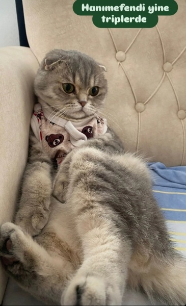 Scottish Fold, Kedi  Badem fotoğrafı