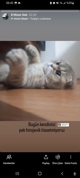 Scottish Fold, Kedi  Badem fotoğrafı