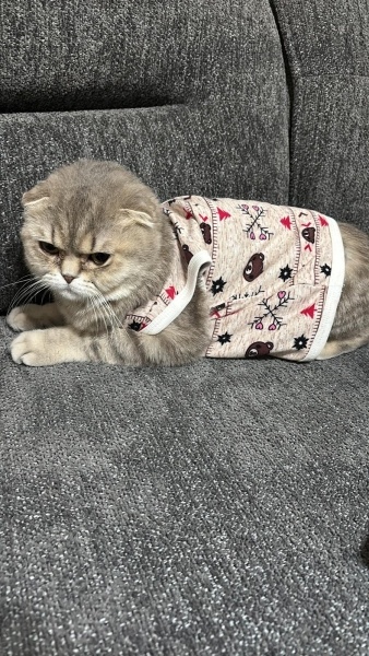 Scottish Fold, Kedi  Badem fotoğrafı