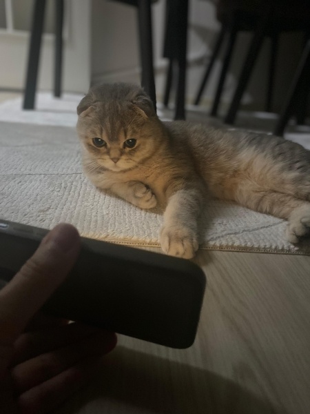 Scottish Fold, Kedi  Badem fotoğrafı
