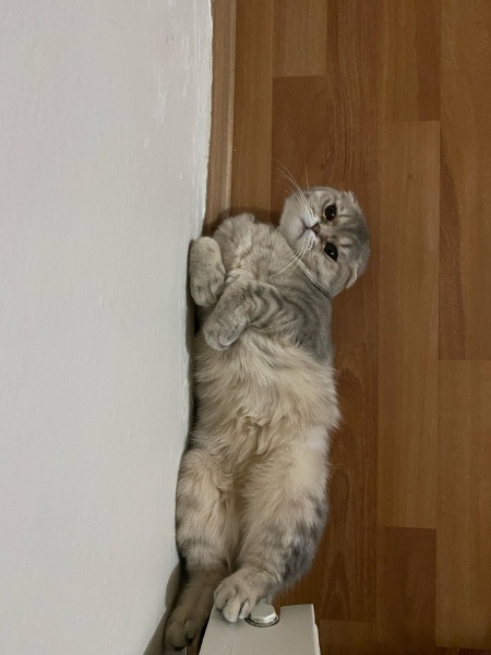 Scottish Fold, Kedi  Badem fotoğrafı