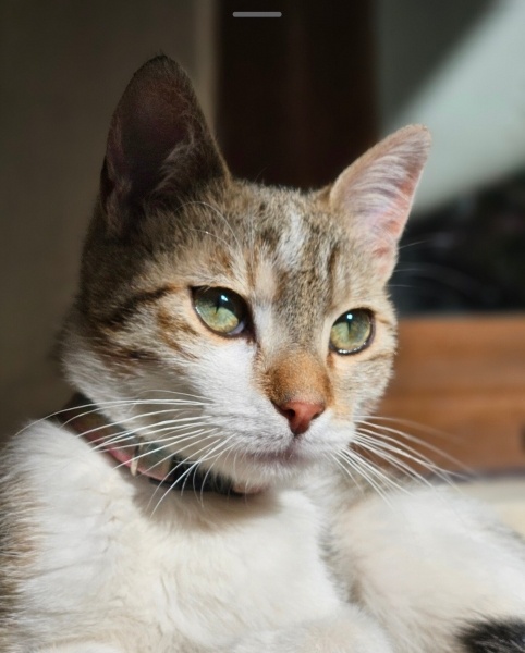 Tekir Kedi, Kedi  BETON fotoğrafı