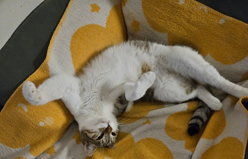 Tekir Kedi, Kedi  BETON fotoğrafı