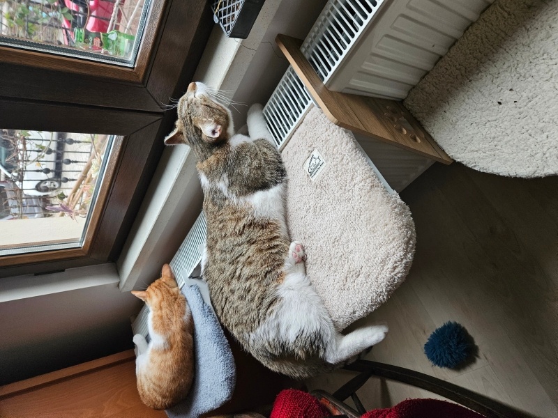 Tekir Kedi, Kedi  BETON fotoğrafı
