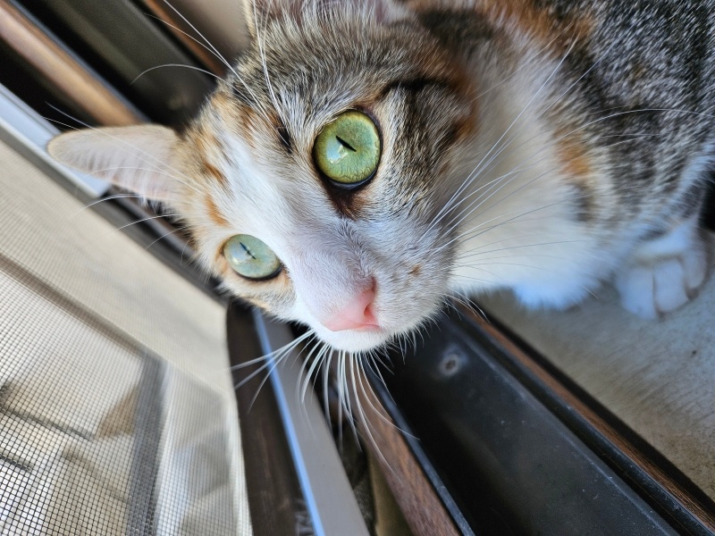 Tekir Kedi, Kedi  BETON fotoğrafı