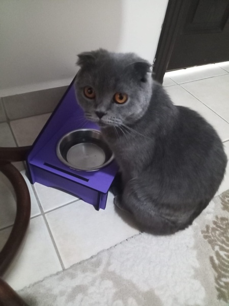 Scottish Fold, Kedi  ESTUS fotoğrafı