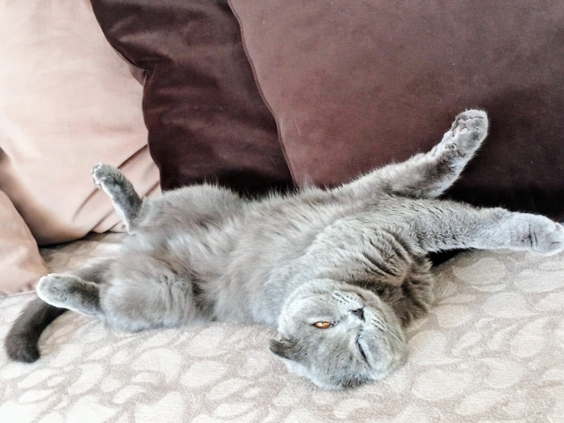 Scottish Fold, Kedi  ESTUS fotoğrafı