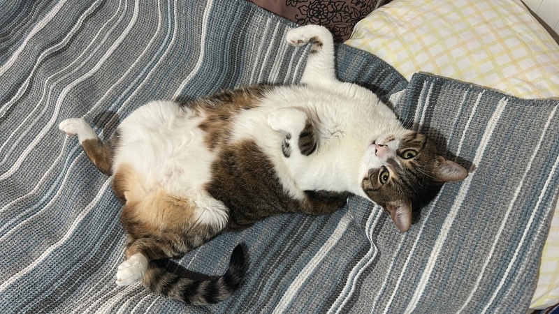 Tekir Kedi, Kedi  Uzay fotoğrafı
