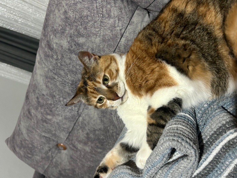 Tekir Kedi, Kedi  Güneş fotoğrafı