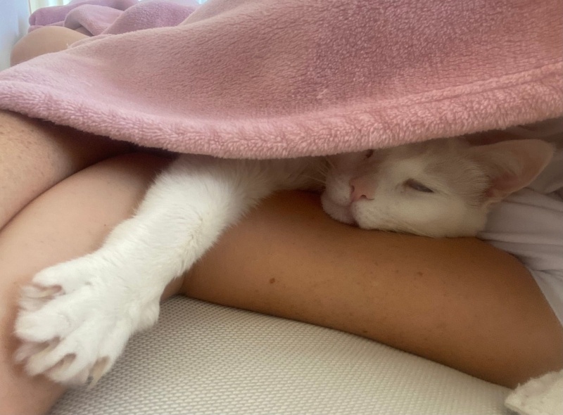 Van Kedisi, Kedi  Puki fotoğrafı