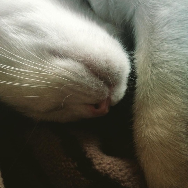 Van Kedisi, Kedi  Puki fotoğrafı