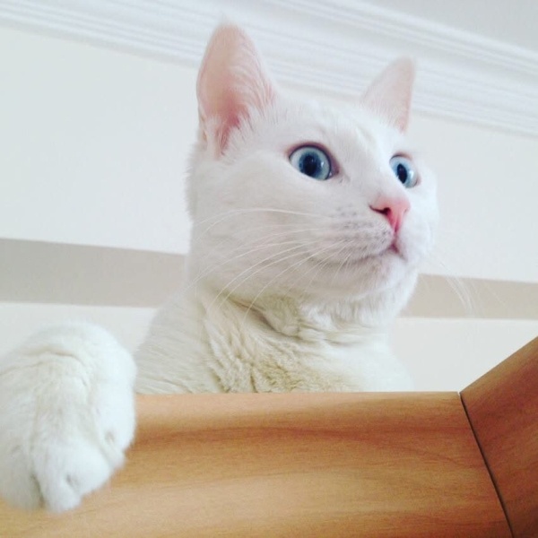 Van Kedisi, Kedi  Puki fotoğrafı