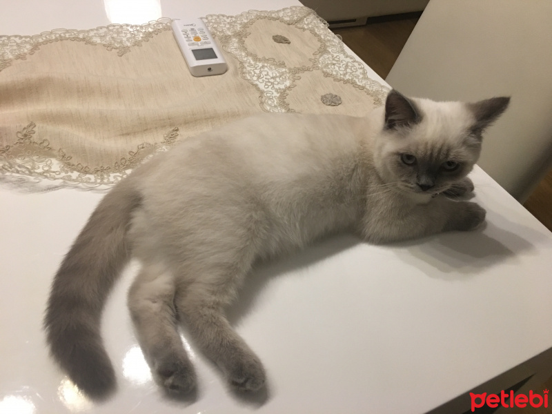British Shorthair, Kedi  Mellow fotoğrafı