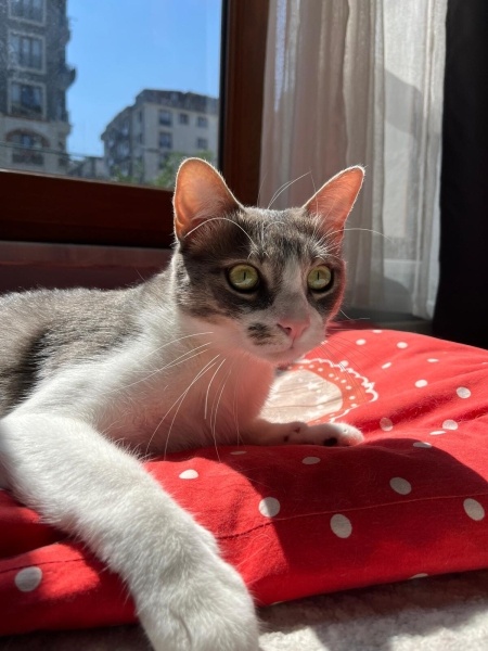 Tekir Kedi, Kedi  MAYHOŞ fotoğrafı