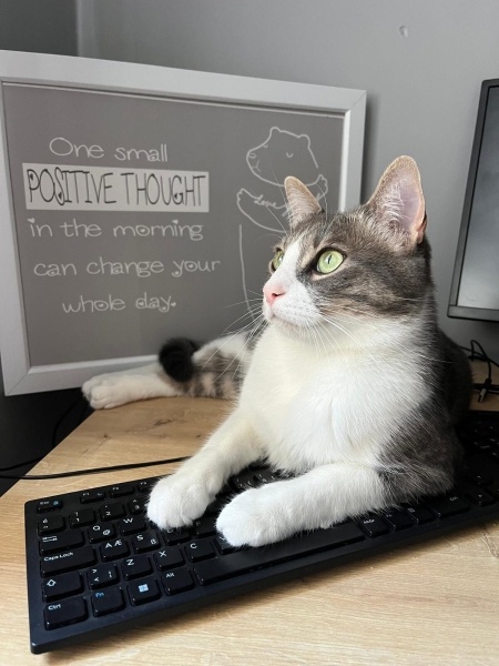 Tekir Kedi, Kedi  MAYHOŞ fotoğrafı