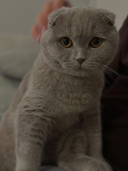Scottish Fold, Kedi  Yoda fotoğrafı