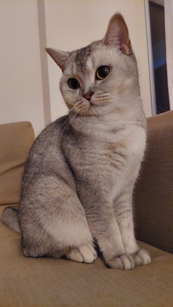 British Longhair, Kedi  MİYA fotoğrafı