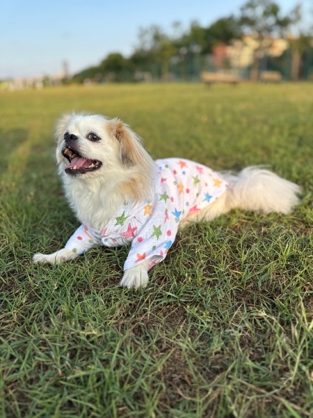 Pekingese, Köpek  Lady fotoğrafı