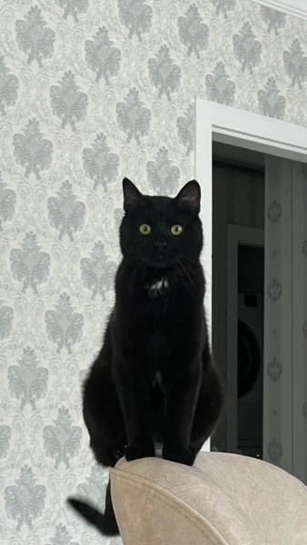 Bombay, Kedi  Patik fotoğrafı
