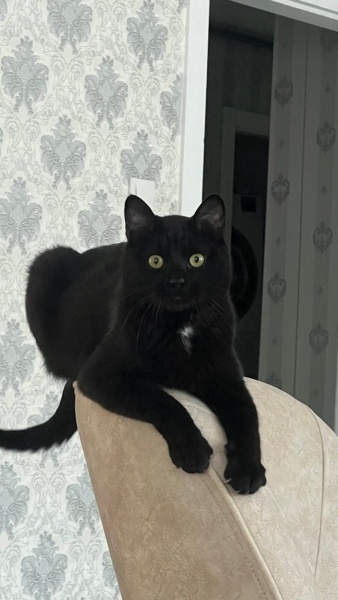 Bombay, Kedi  Patik fotoğrafı