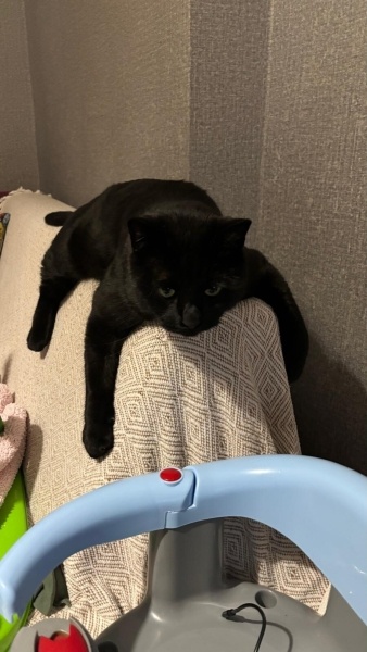 Bombay, Kedi  Patik fotoğrafı