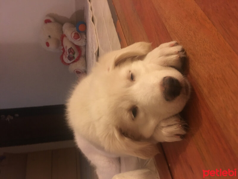 Sibirya Kurdu (Husky), Köpek  Hercüles fotoğrafı