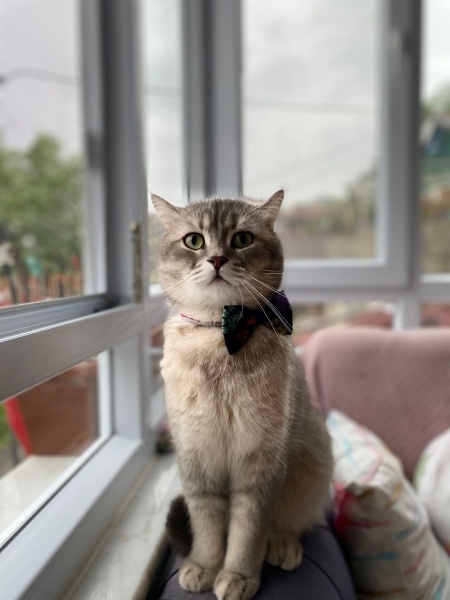 British Shorthair, Kedi  Behlül fotoğrafı