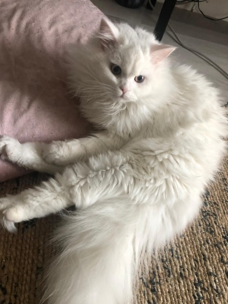 İran Kedisi (Persian), Kedi  şans fotoğrafı