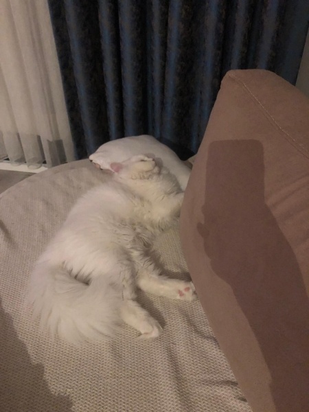 İran Kedisi (Persian), Kedi  şans fotoğrafı