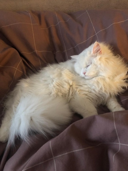İran Kedisi (Persian), Kedi  şans fotoğrafı