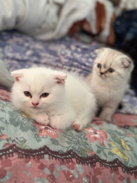 British Shorthair, Kedi  Pamuk fotoğrafı