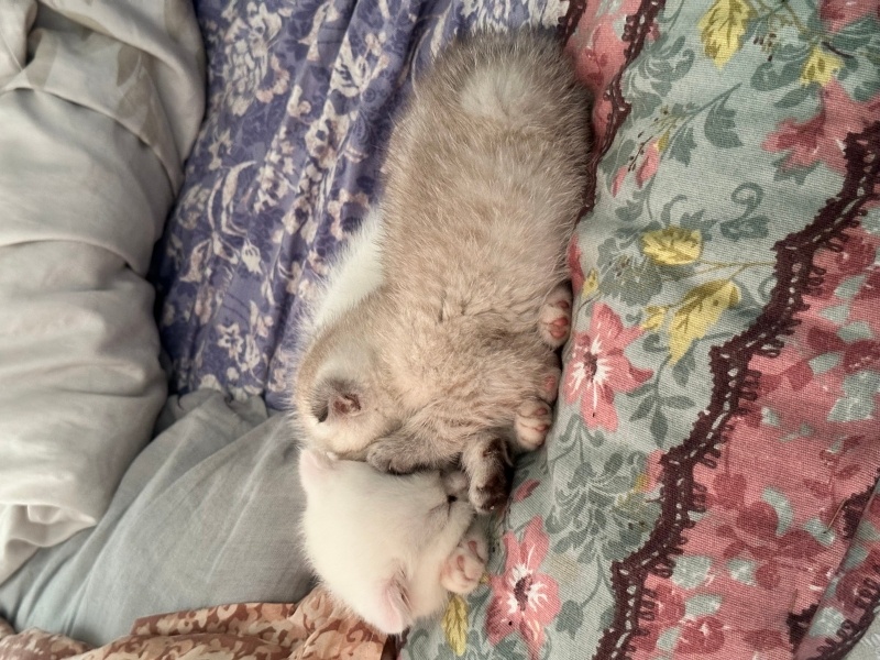 British Shorthair, Kedi  Pamuk fotoğrafı