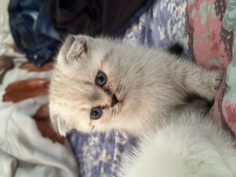 British Shorthair, Kedi  Pamuk fotoğrafı