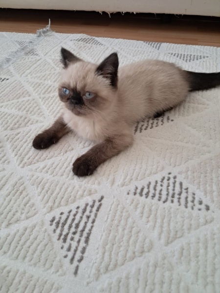 British Shorthair, Kedi  Maya fotoğrafı