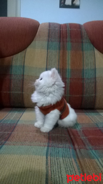 İran Kedisi (Persian), Kedi  ponçik fotoğrafı