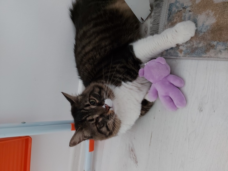 Tekir Kedi, Kedi  Mona fotoğrafı